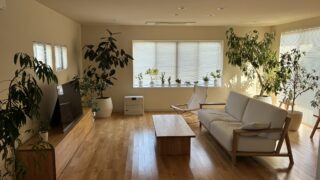 自宅の観葉植物の紹介