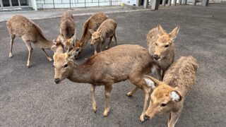 金華山へ行ってきました