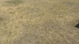 芝生の手入れ 雑草対策