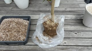 観葉植物の植え替えをしました