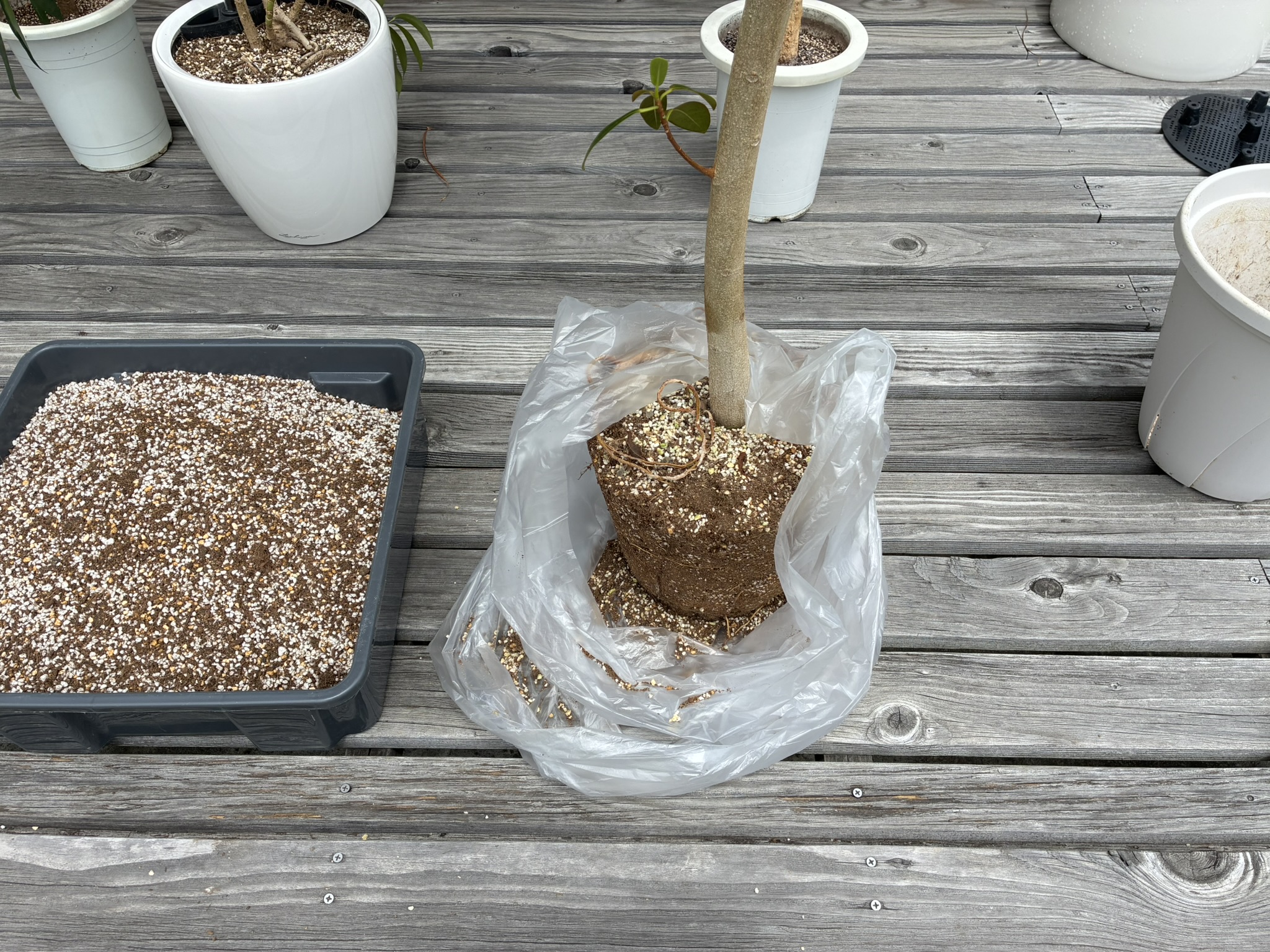 観葉植物の植え替えをしました