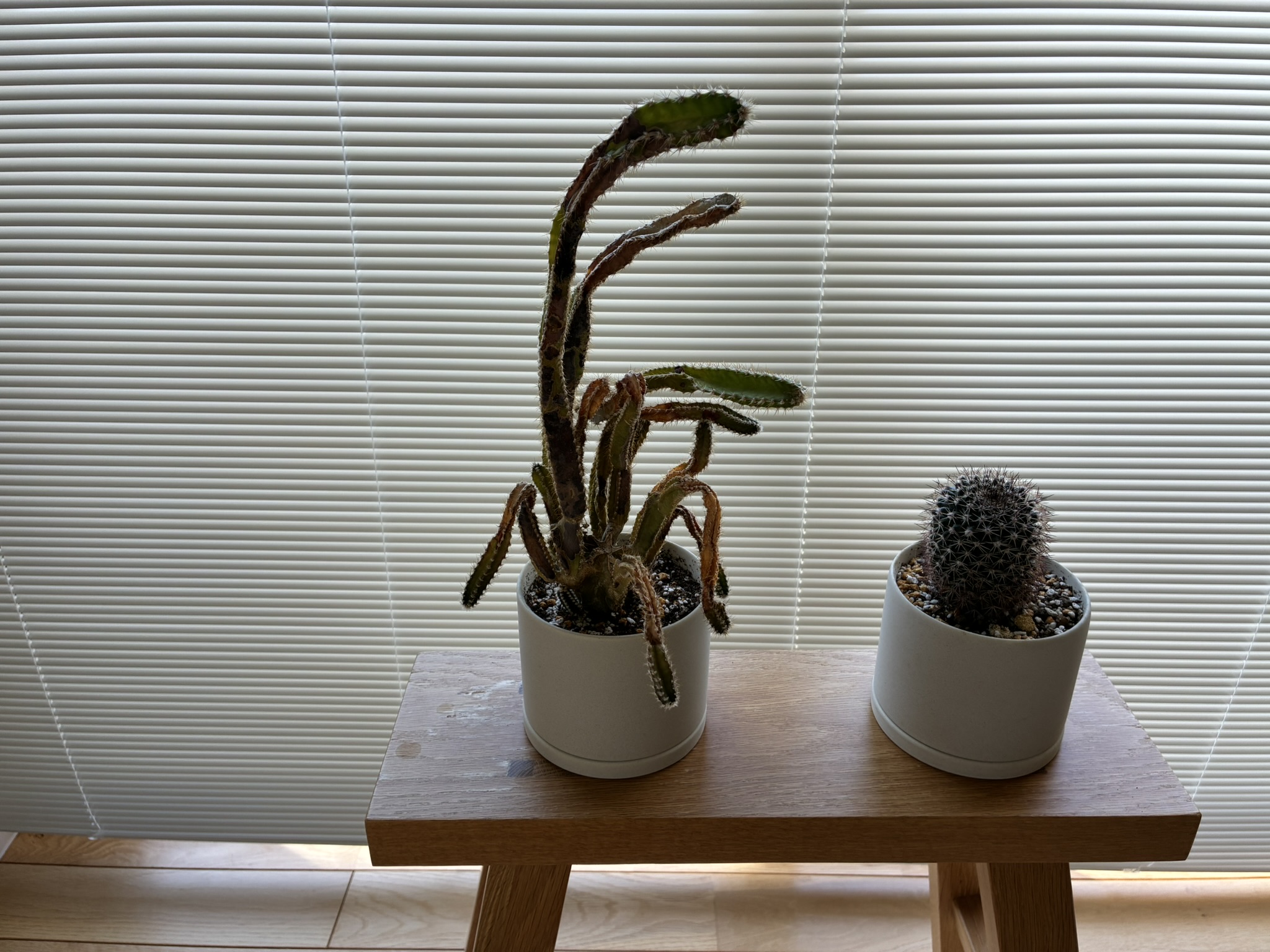 観葉植物の寒さ被害